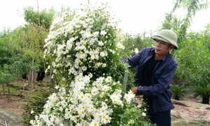 Cúc họa mi Hà Nội vào mùa